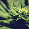 DON’T WANT THAT THC?