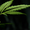 HOW TO INTEGRATE CANNABIS INTO YOUR..