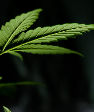 HOW TO INTEGRATE CANNABIS INTO YOUR..