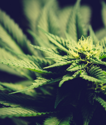 DON’T WANT THAT THC?