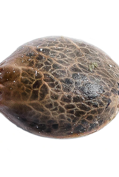 Lemon Sapphire Seeds